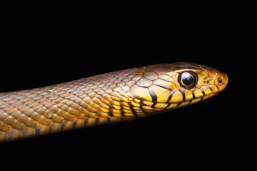Oriental Rat Snake reference