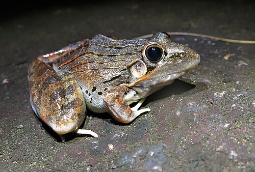 Sharp-nosed Grass Frog reference