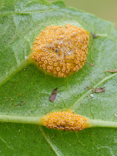 Crown Rust Fungus reference