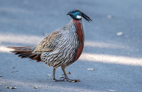 Koklass Pheasant reference