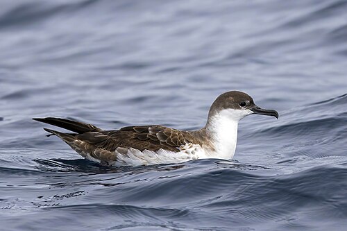 Great Shearwater reference