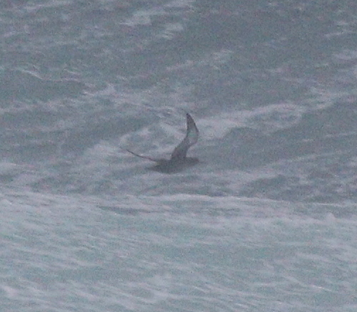 Balearic Shearwater reference