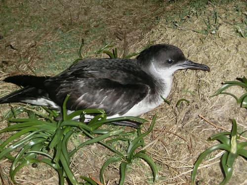 Manx Shearwater reference