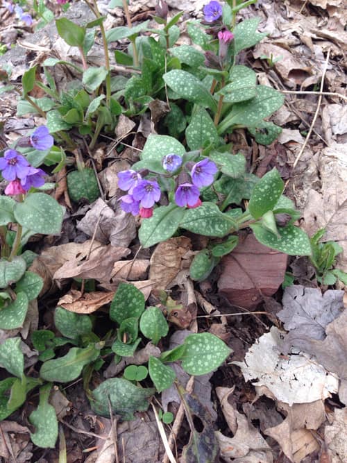 Common Lungwort reference