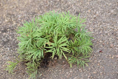 Pasqueflower reference