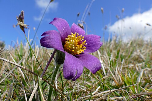 Pasqueflower reference