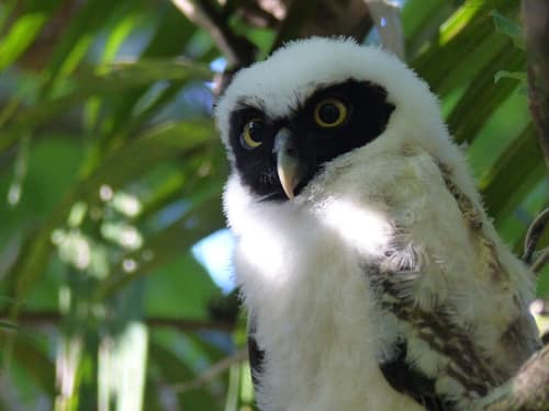 Spectacled Owl reference