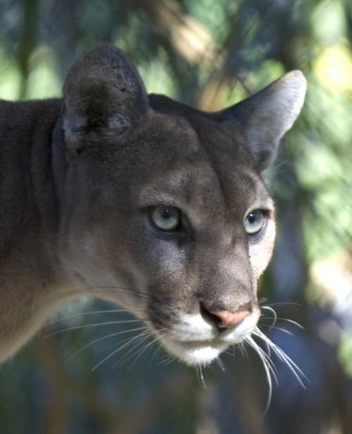Florida Panther reference