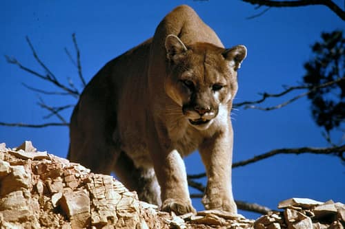 Puma reference
