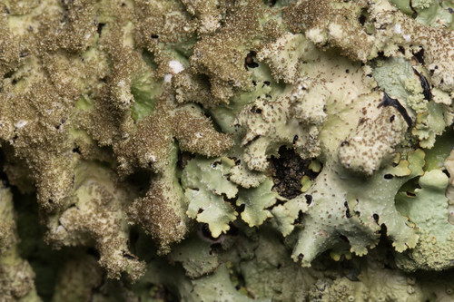 Rough Shield Lichen reference