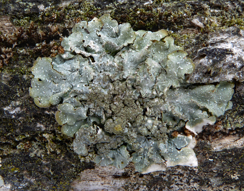 Powdered Speckled Shield Lichen reference