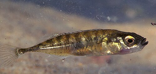 Ninespine Stickleback reference