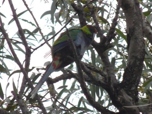 Red-capped Parrot reference