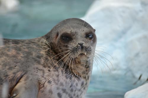 Ringed Seal reference