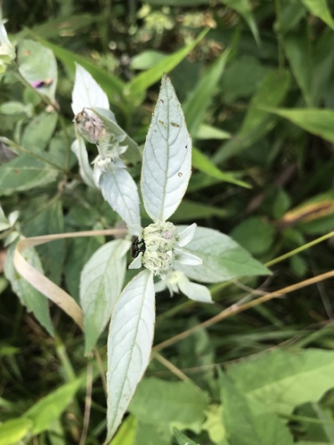 Hoary Mountain Mint reference