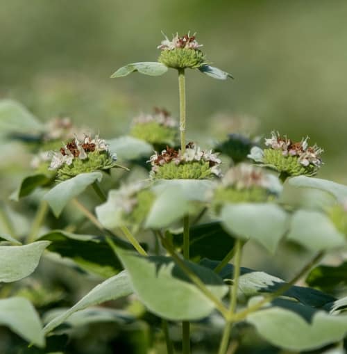Clustered Mountain Mint reference