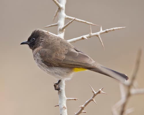 Common Bulbul reference