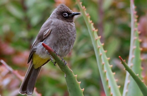 Cape Bulbul reference