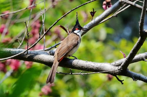Red-whiskered Bulbul reference