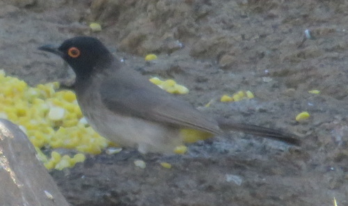 African Red-eyed Bulbul reference