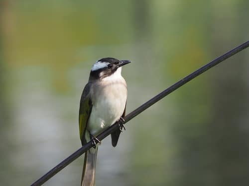 Light-vented Bulbul reference