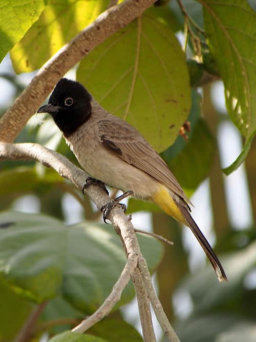 White-spectacled Bulbul reference