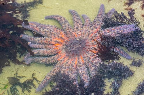 Sunflower Sea Star reference