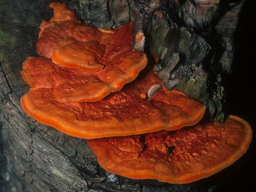 Cinnabar Polypore reference