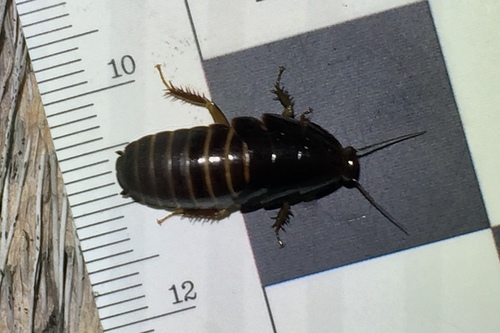 Surinam Cockroach reference