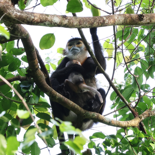 Black-shanked Douc Langur reference