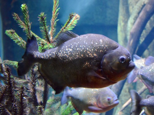 San Francisco Piranha reference