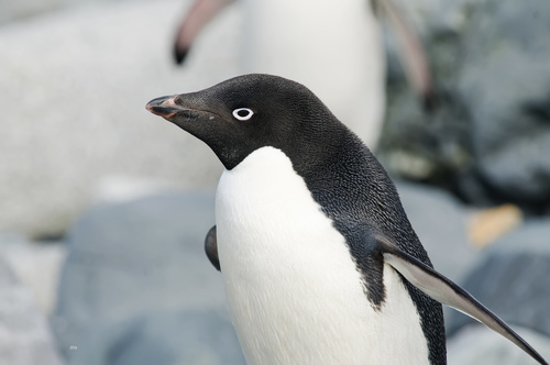 Adélie Penguin reference