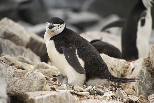 Chinstrap Penguin reference