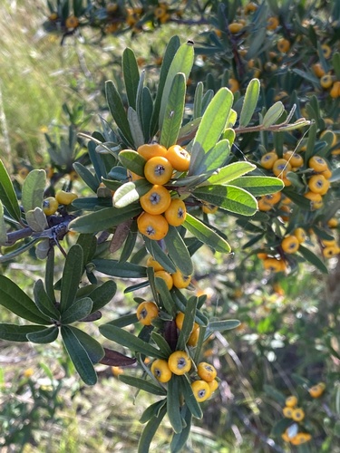 Narrowleaf Firethorn reference