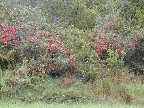 Chinese Firethorn reference