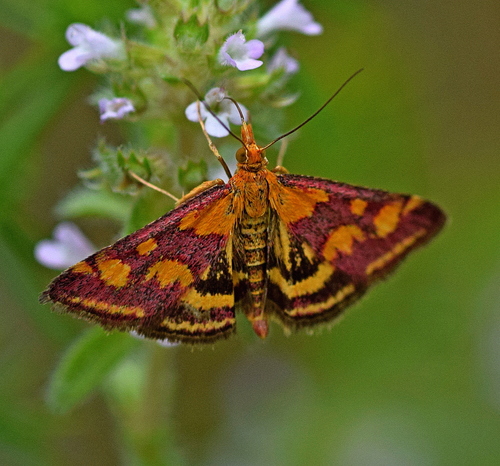 Mint Moth reference