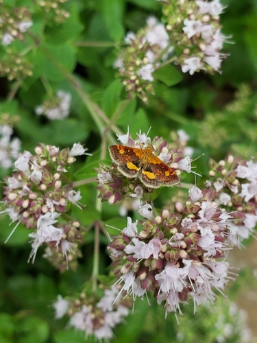 Orange Mint Moth reference