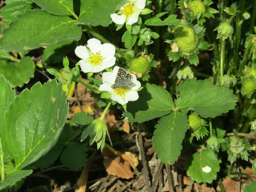 Grizzled Skipper reference