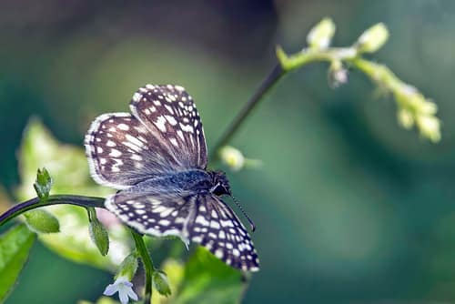 Tropical Checkered-Skipper reference