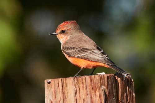 Scarlet Flycatcher reference