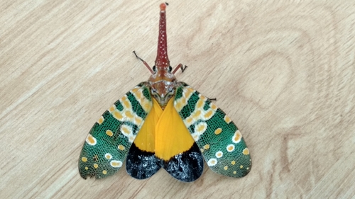 Lantern Bug reference