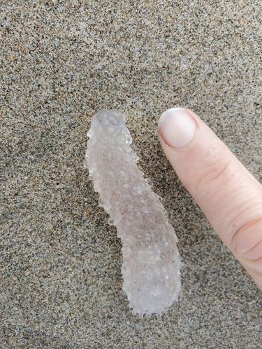 Pyrosome reference
