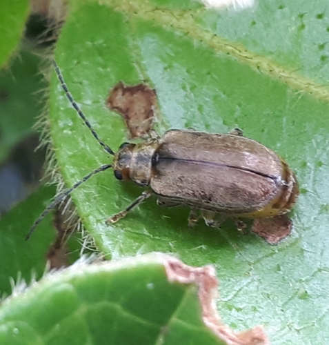 Viburnum Leaf Beetle reference