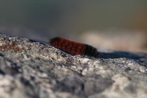 Isabella Tiger Moth reference