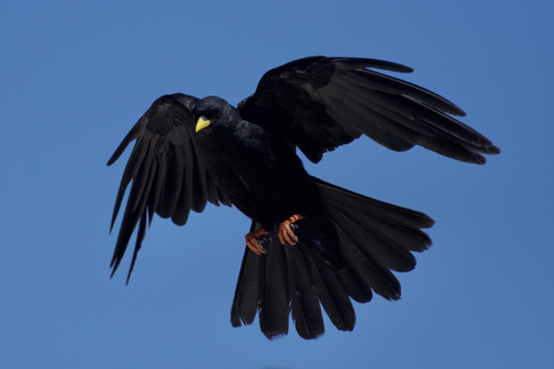 Alpine Chough reference