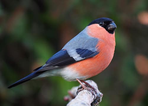Eurasian Bullfinch reference