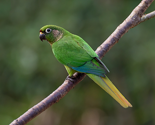 Maroon-bellied Parakeet reference