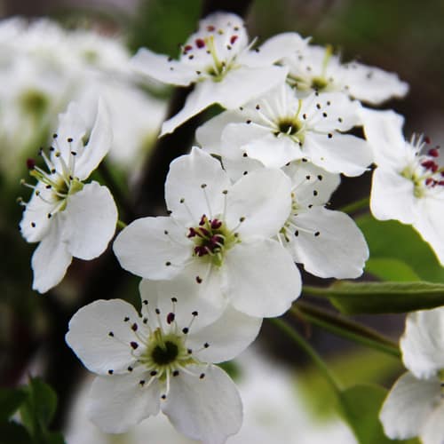Callery Pear reference
