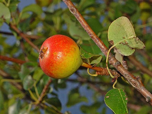 European Wild Pear reference