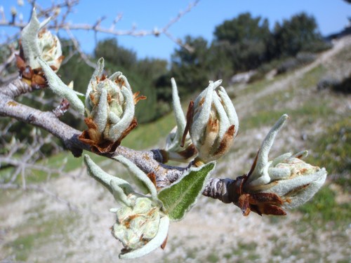 Almond-leaved Pear reference